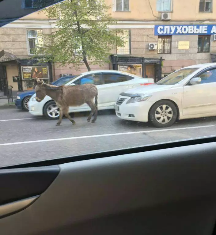 Ослика, два дня бродившего по улицам Алматы, забрали в приют