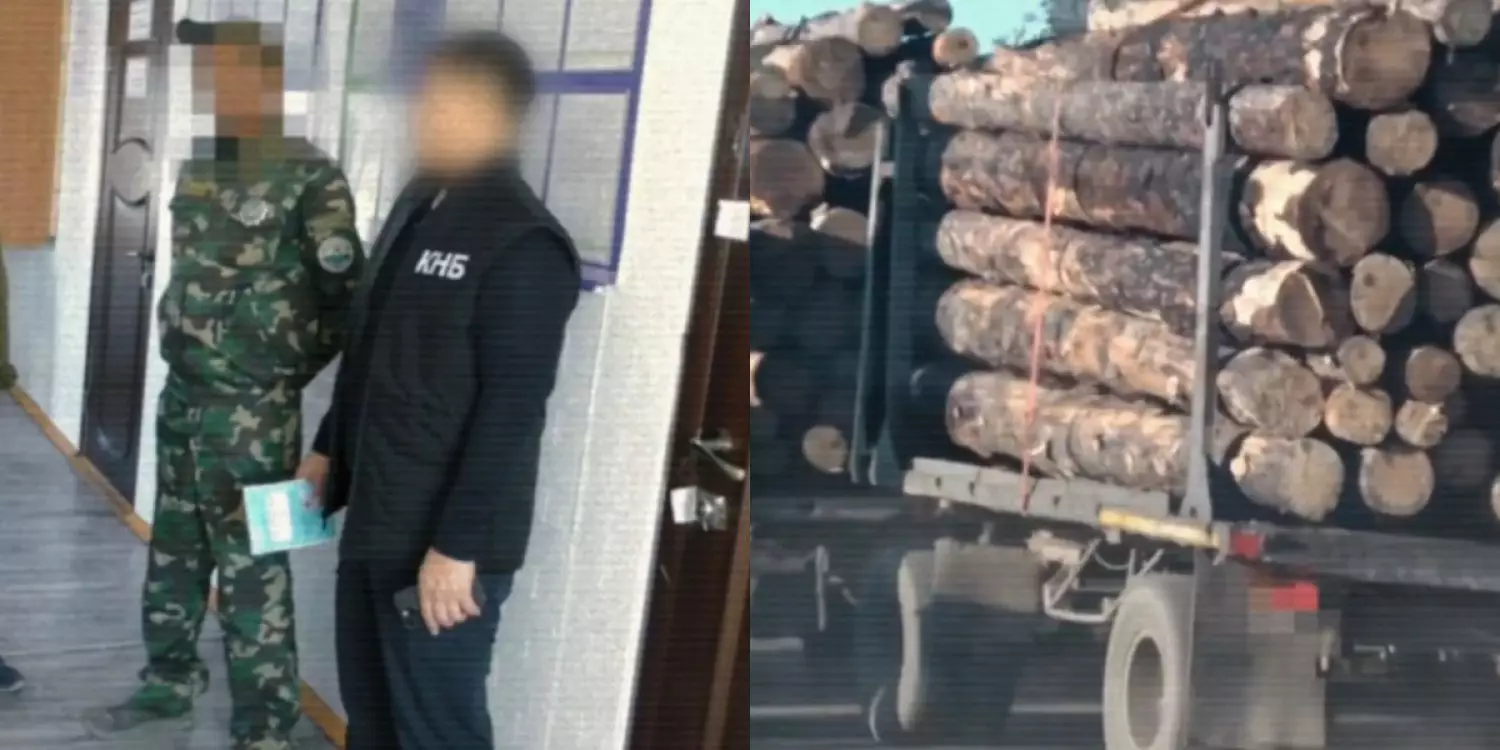 «Семей орманында» ақша үшін ағаштарды заңсыз кесуге рұқсат берген лауазымды тұлғалар ұсталды