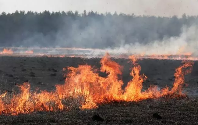 Шымкентте егістік алқабын өртеген екі адам жауапқа тартылды