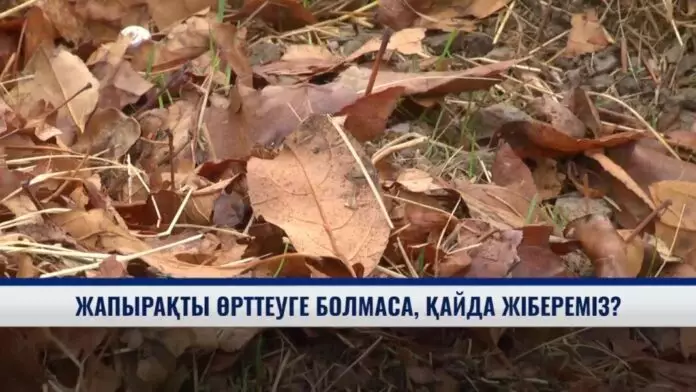 Жапырақты өртеуге болмаса қайда жібереміз?