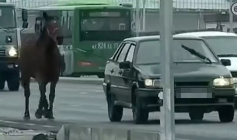 Жылқыны көлігіне байлап алып, жол бойында сүйреген: Шымкентте жүргізуші жауапқа тартылды