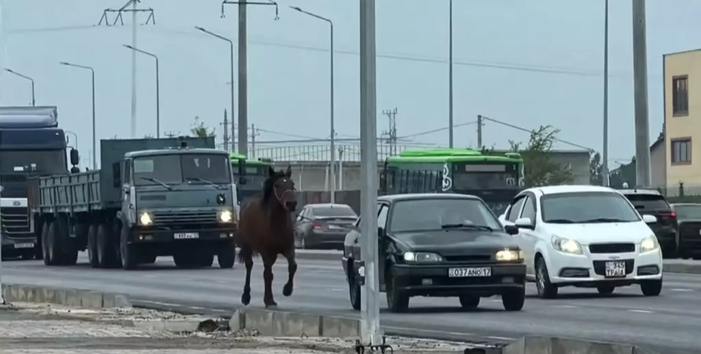 Шымкентте жылқыны көлікке байлап сүйреген жүргізуші жауапқа тартылды