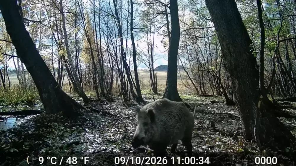 Кто здесь хищник? Погоня кабана за волками попала на видео в Казахстане