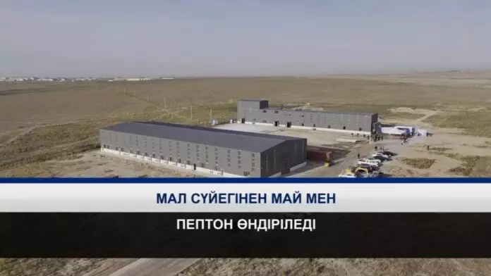 Мал сүйегінен май мен пептон өндіріледі